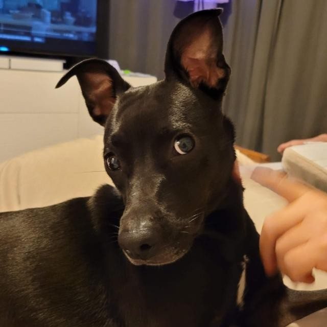 The original pet photo